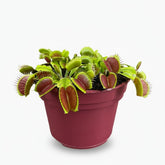 Dionaea Muscipula - Ø12 H12 - Verdeia
