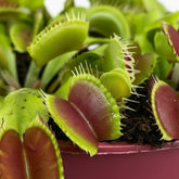 Dionaea Muscipula - Ø12 H12 - Verdeia