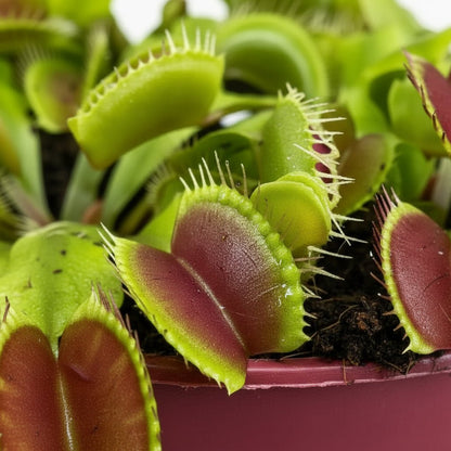 Dionaea Muscipula - Ø12 H12 - Verdeia
