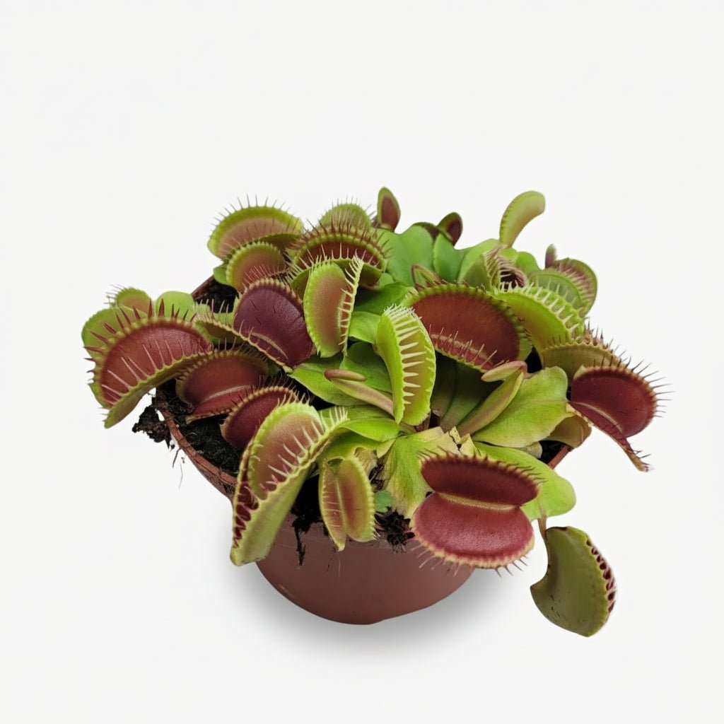 Dionaea muscipula — Venus Flytrap — D12 x H12 cm - Verdeia