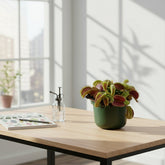 Dionaea muscipula — Venus Flytrap — D12 x H12 cm - Verdeia