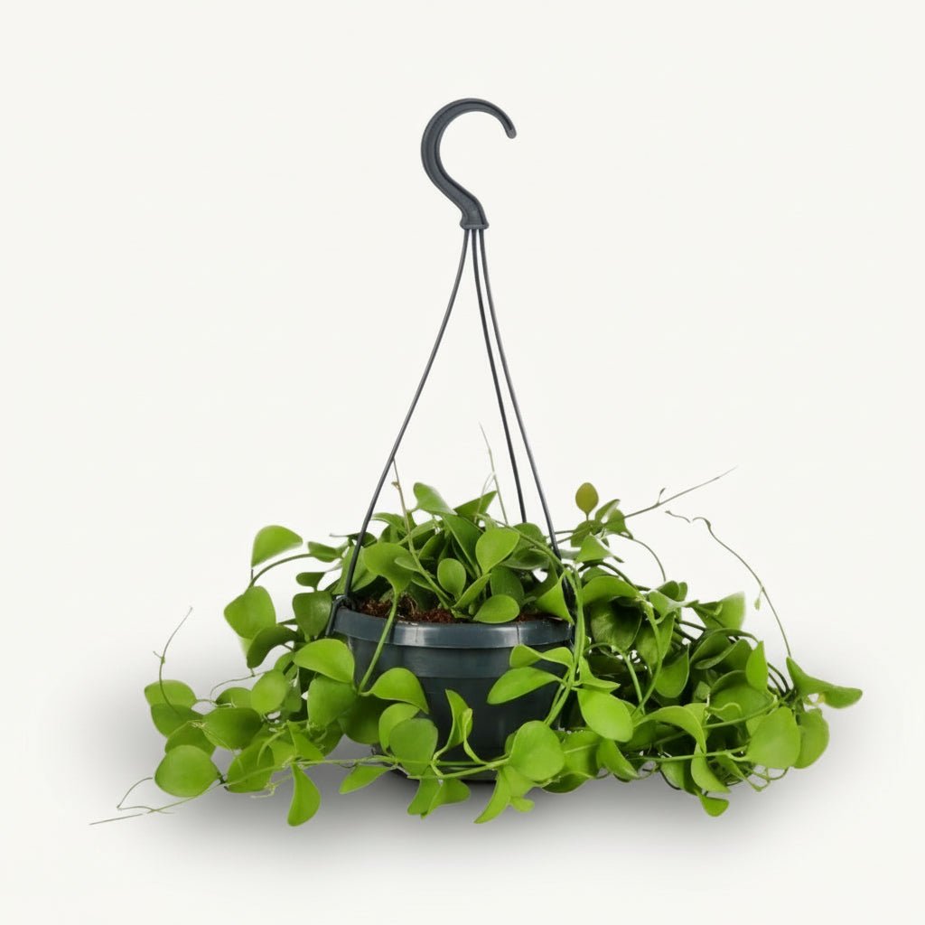 Dischidia Imbricata – Ø14 cm – H40 cm - Verdeia