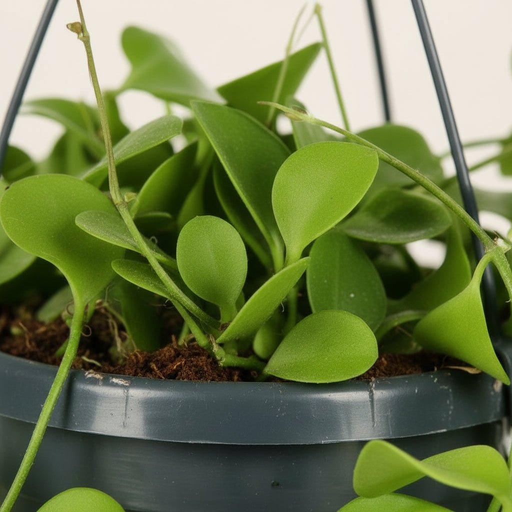 Dischidia Imbricata – Ø14 cm – H40 cm - Verdeia