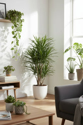 Dracaena Anita — Dragonnier — Ø24 cm — H100 cm - Verdeia