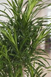 Dracaena Anita — Dragonnier — Ø24 cm — H100 cm - Verdeia