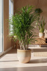 Dracaena Anita — Dragonnier — Ø24 cm — H100 cm - Verdeia