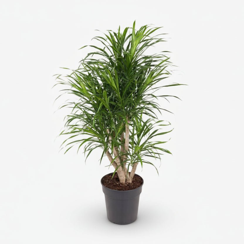 Dracaena Anita — Dragonnier — Ø24 cm — H100 cm - Verdeia