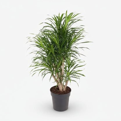 Dracaena Anita — Dragonnier — Ø24 cm — H100 cm - Verdeia