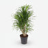Dracaena Anita — Dragonnier — Ø24 cm — H100 cm - Verdeia