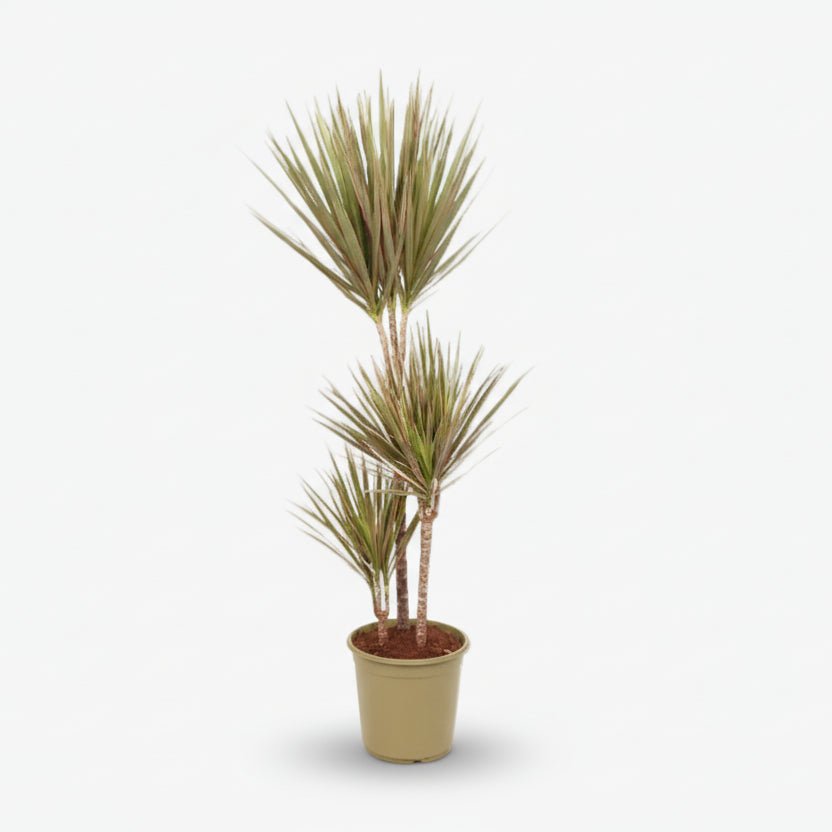Dracaena Bicolor — Dragonnier bicolore - Verdeia