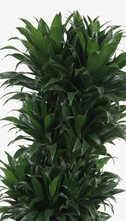 Dracaena Compacta ramifiée — Ø27 cm — H100 cm - Verdeia