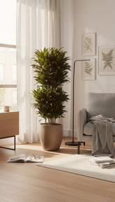 Dracaena Compacta ramifiée — Ø27 cm — H100 cm - Verdeia