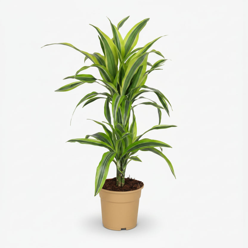 Dracaena Lemon Lime – Dragonnier d’intérieur panaché - Verdeia