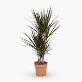 Dracaena Magenta – Dracène pourpre graphique - Verdeia
