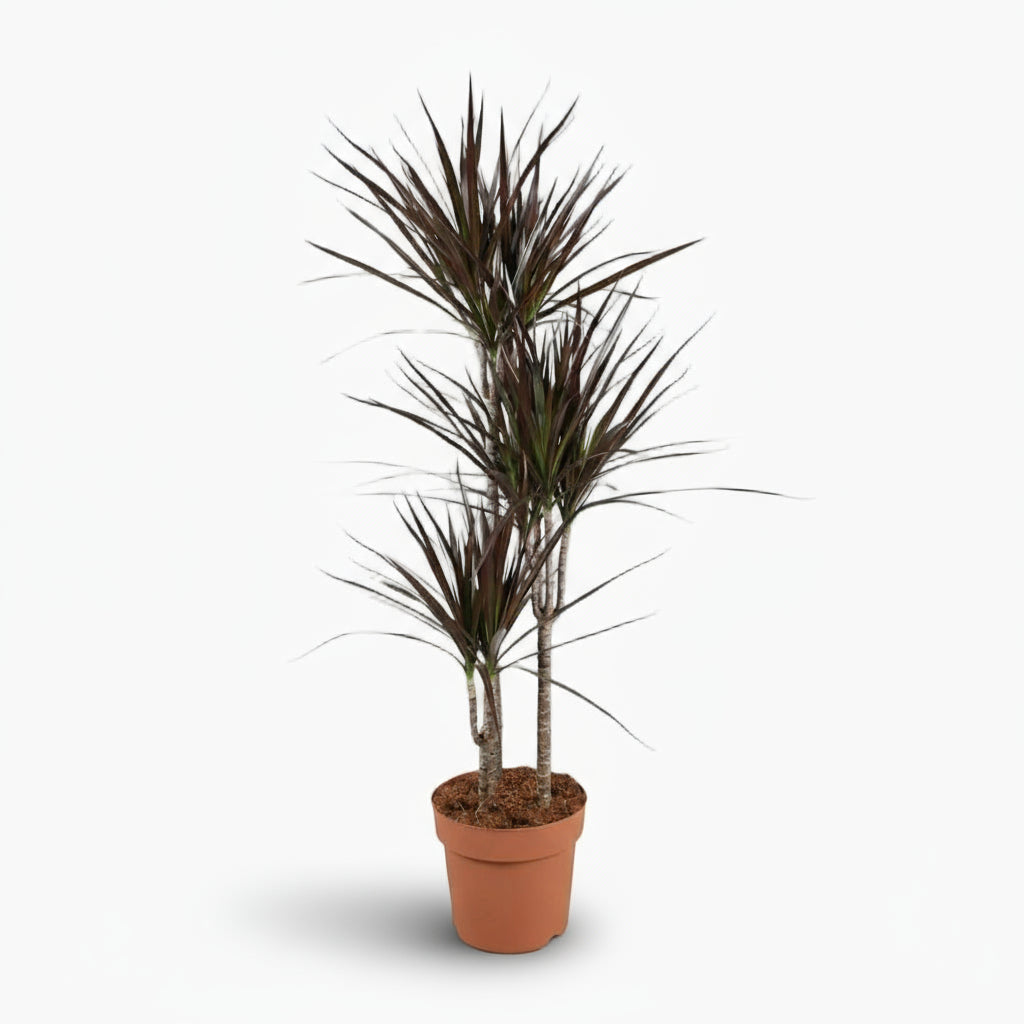 Dracaena Magenta – Dracène pourpre graphique - Verdeia
