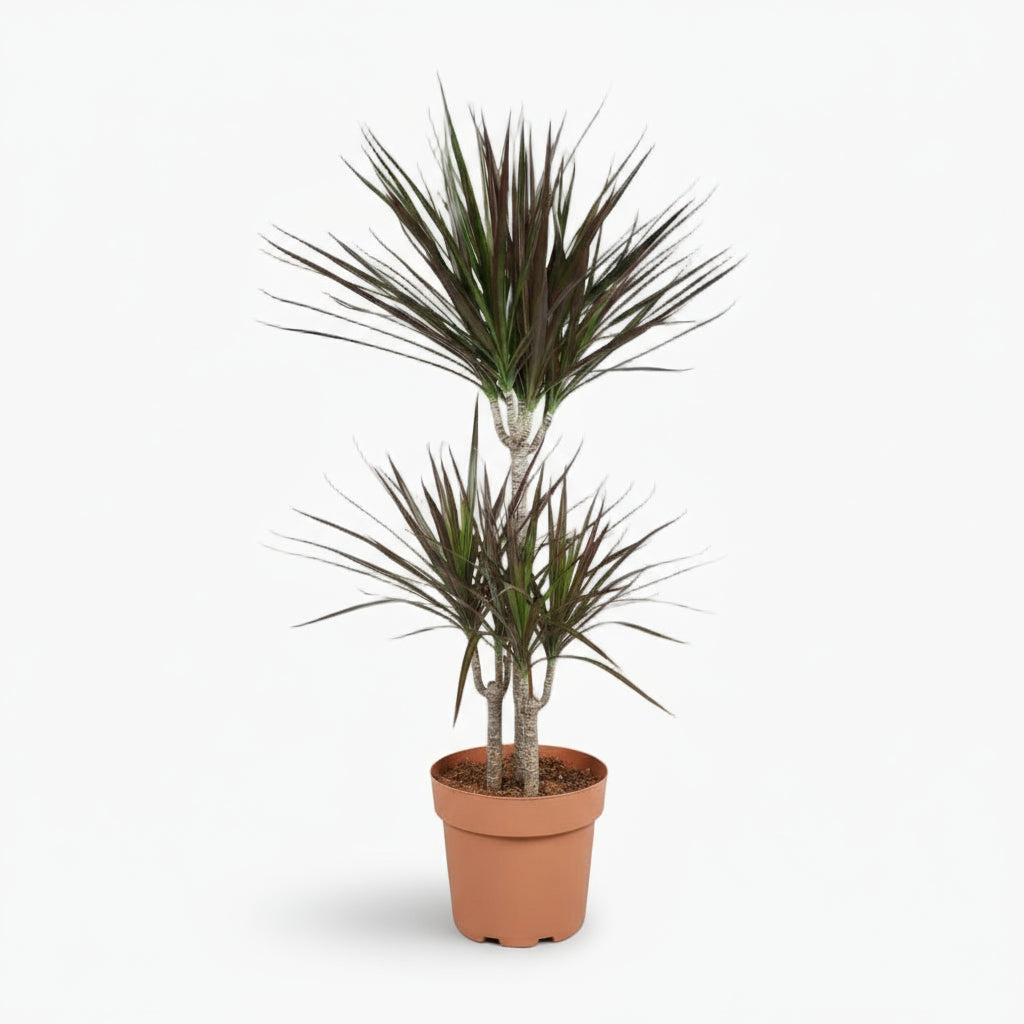 Dracaena Magenta – Dracène pourpre graphique - Verdeia