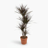 Dracaena Magenta – Dracène pourpre graphique - Verdeia