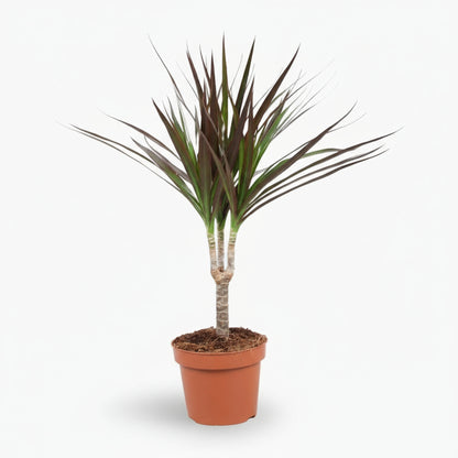 Dracaena Magenta – Dracène pourpre graphique - Verdeia