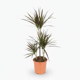 Dracaena Magenta – Dracène pourpre graphique - Verdeia