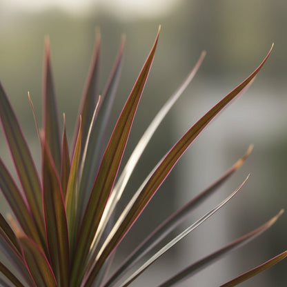 Dracaena Magenta – Dracène pourpre graphique - Verdeia