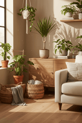 Dracaena marginata – Dragonnier de Madagascar - Verdeia