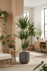 Dracaena marginata – Dragonnier de Madagascar - Verdeia