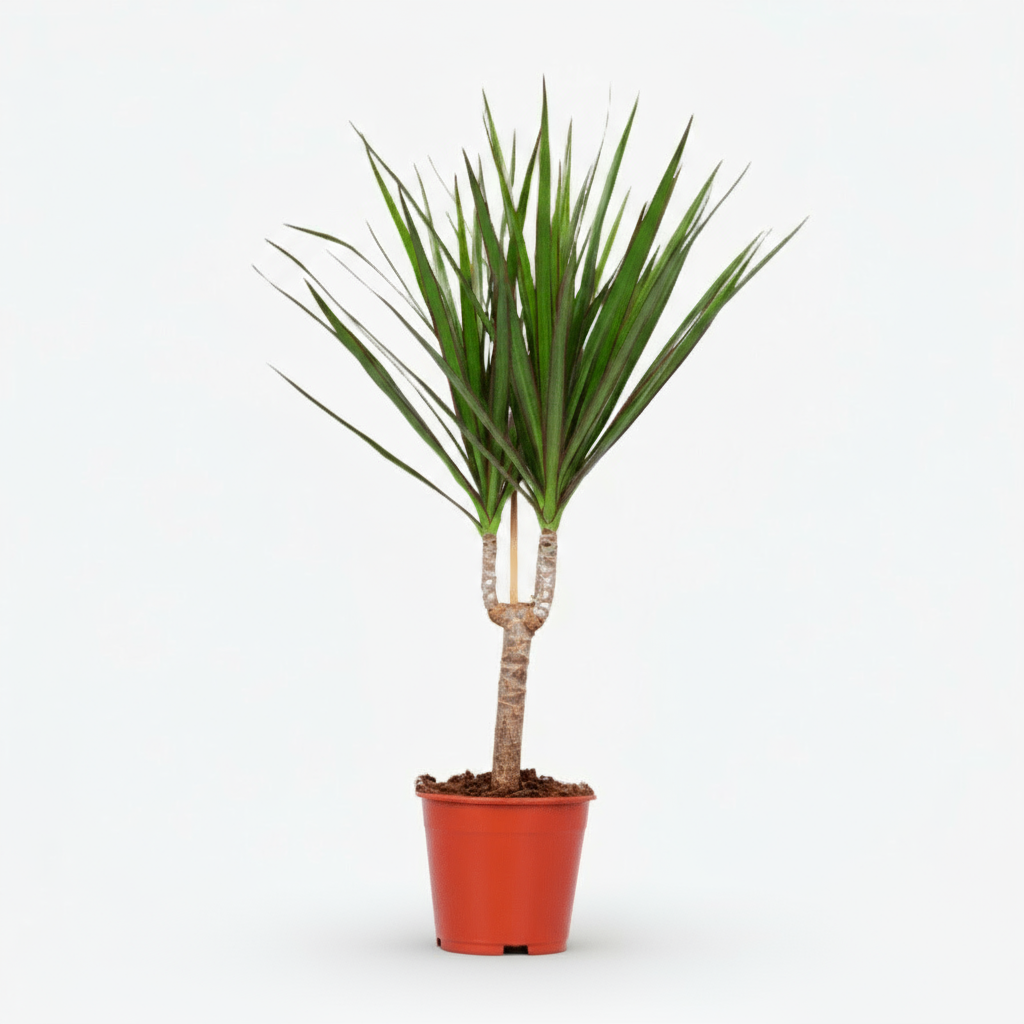 Dracaena marginata – Dragonnier de Madagascar - Verdeia