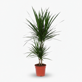Dracaena marginata – Dragonnier de Madagascar - Verdeia