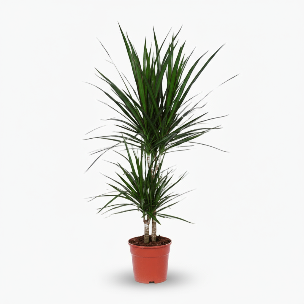 Dracaena marginata – Dragonnier de Madagascar - Verdeia