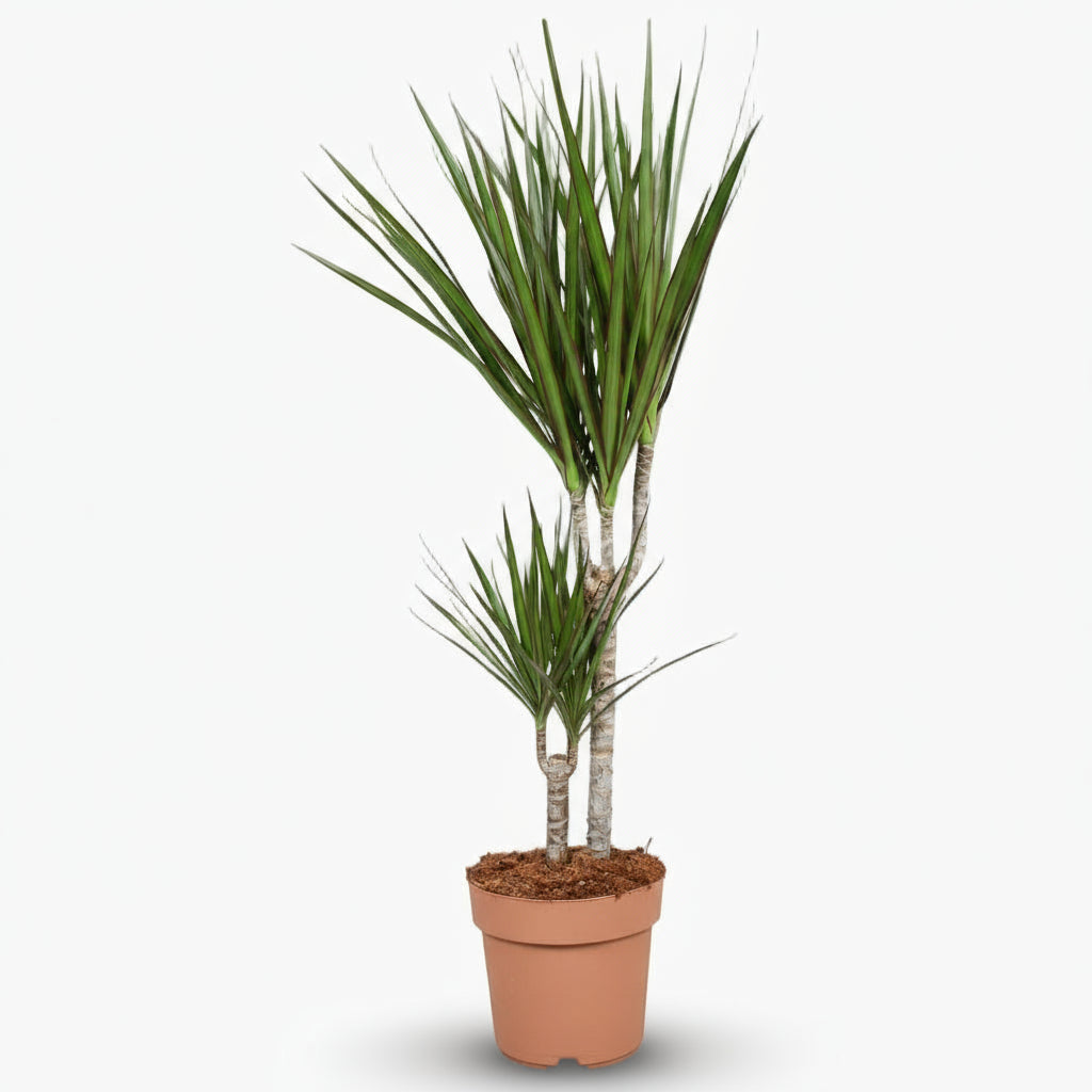 Dracaena marginata – Dragonnier de Madagascar - Verdeia