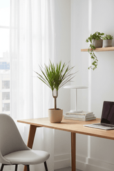 Dracaena marginata – Dragonnier de Madagascar - Verdeia