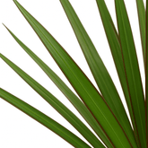 Dracaena marginata – Dragonnier de Madagascar - Verdeia