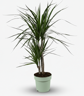 Dracaena marginata – Dragonnier de Madagascar - Verdeia