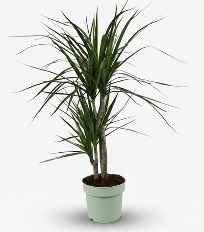 Dracaena marginata – Dragonnier de Madagascar - Verdeia