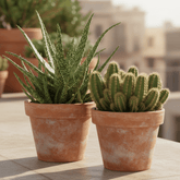 Duo Aloe Spider/Hylocereus Undatus 10,5 x 15 cm - Verdeia