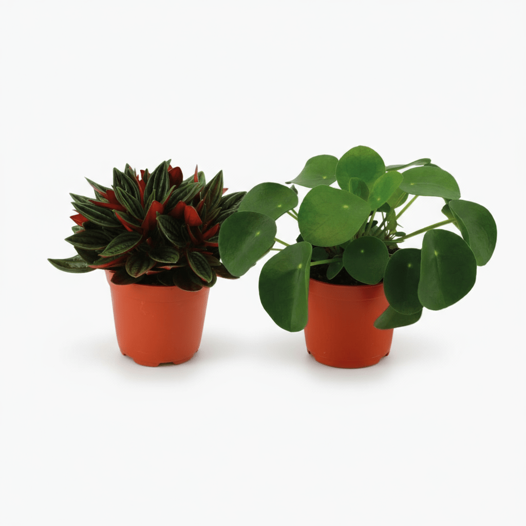 Duo Peperomia Rosso &amp;amp; Pilea Peperomioides - 10.5 x 15 cm - Verdeia