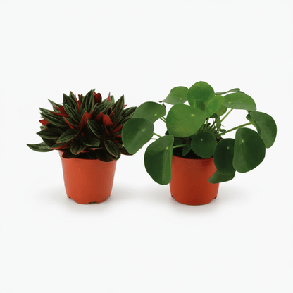 Duo Peperomia Rosso &amp;amp; Pilea Peperomioides - 10.5 x 15 cm - Verdeia