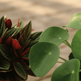 Duo Peperomia Rosso &amp; Pilea Peperomioides - 10.5 x 15 cm - Verdeia