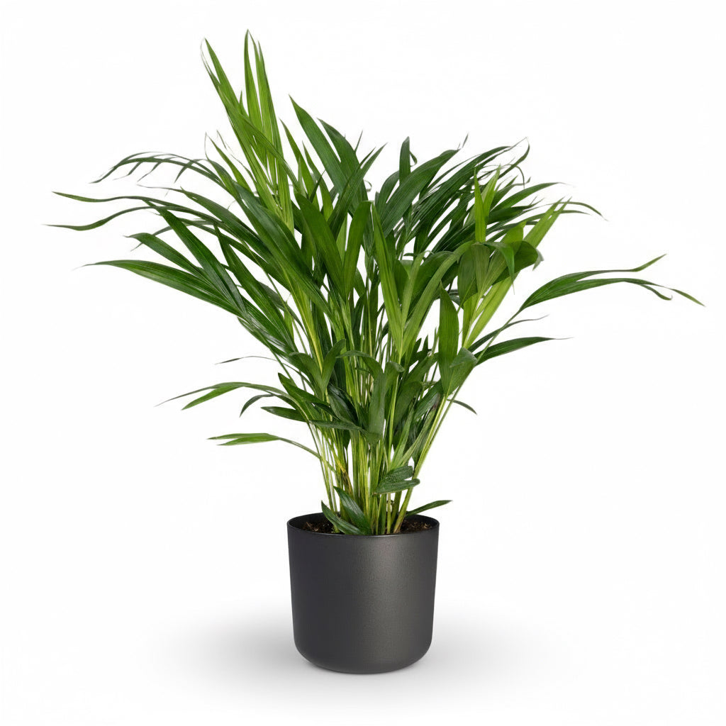 Dypsis lutescens – Palmier Areca (Palmier doré) - Verdeia