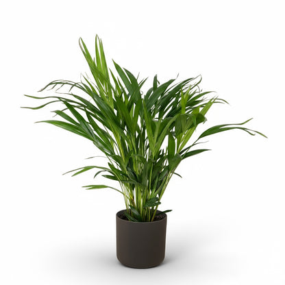 Dypsis lutescens – Palmier Areca (Palmier doré) - Verdeia