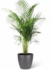 Dypsis lutescens – Palmier Areca (Palmier doré) - Verdeia