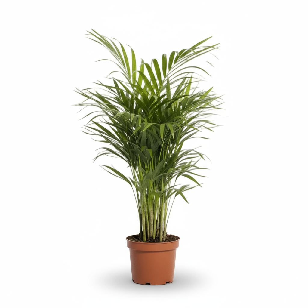 Dypsis lutescens – Palmier Areca (Palmier doré) - Verdeia