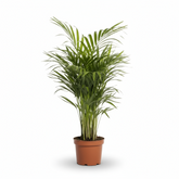 Dypsis lutescens – Palmier Areca (Palmier doré) - Verdeia