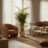 Dypsis lutescens – Palmier Areca (Palmier doré) - Verdeia