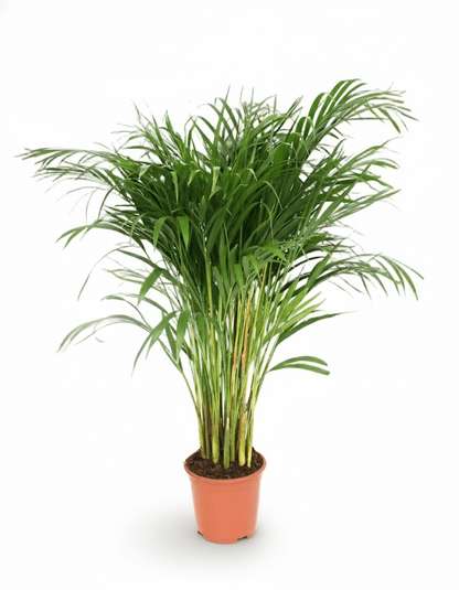 Dypsis lutescens – Palmier Areca (Palmier doré) - Verdeia