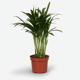 Dypsis lutescens – Palmier Areca (Palmier doré) - Verdeia