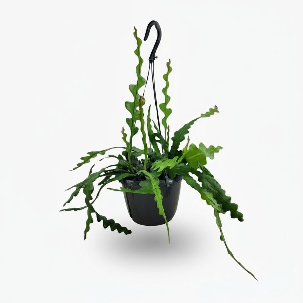 Epiphyllum anguliger — Cactus zigzag / Cactus orchidée - Verdeia