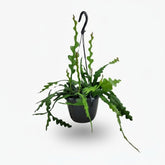 Epiphyllum anguliger — Cactus zigzag / Cactus orchidée - Verdeia