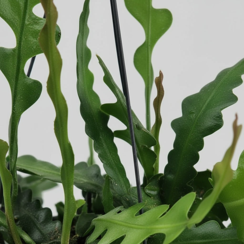 Epiphyllum anguliger — Cactus zigzag / Cactus orchidée - Verdeia