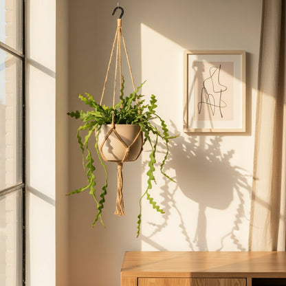 Epiphyllum anguliger — Cactus zigzag / Cactus orchidée - Verdeia